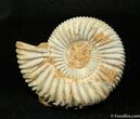 Inch Subdichotomoceras Ammonite #1195-1